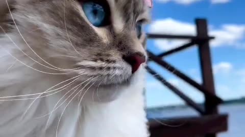 beautiful cat cute cat video 🐈