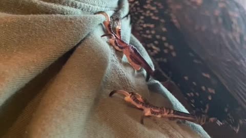 Rescued Starling Learns to Talk