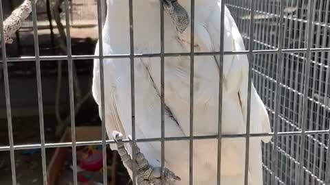 He brought me a stick