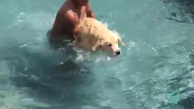 Scared labrador carried into pool