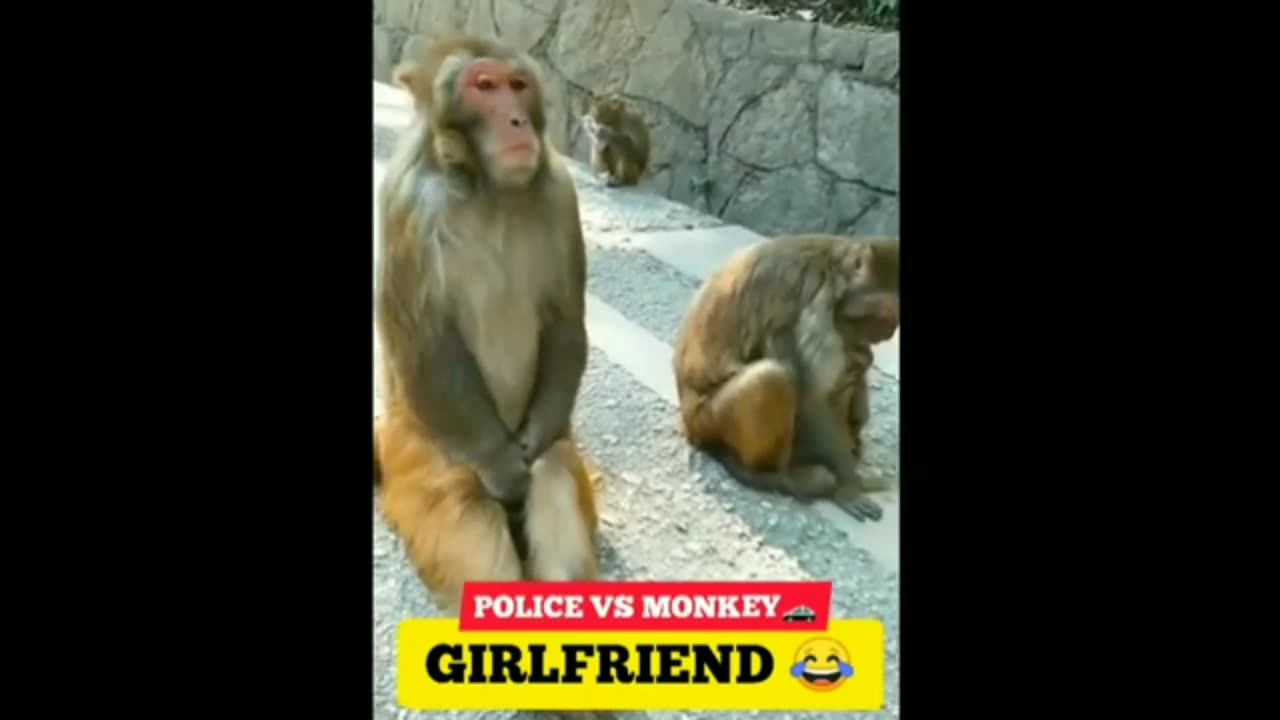 Monkey😁🤣😂 funny dubbing video -- 🤣🤣😂😅🥰_ Mini Dubs(360P).