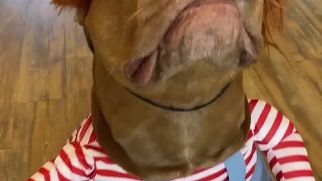 Dog funny video..enger doog with owner