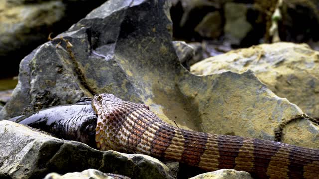 A Snake Eating a Fish 4k