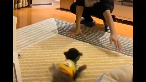 Dog Fight - Funny Dog Fight Video make funny