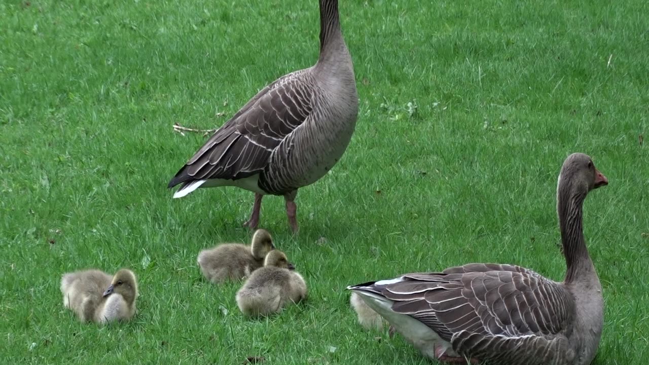 Gässen vid Svartån. Örebro 21 Maj 2019