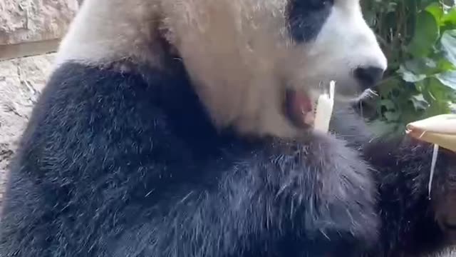 Giant panda quietly nibbling on bamboo