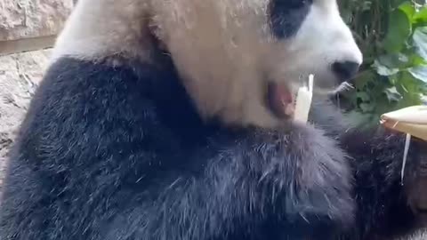 Giant panda quietly nibbling on bamboo