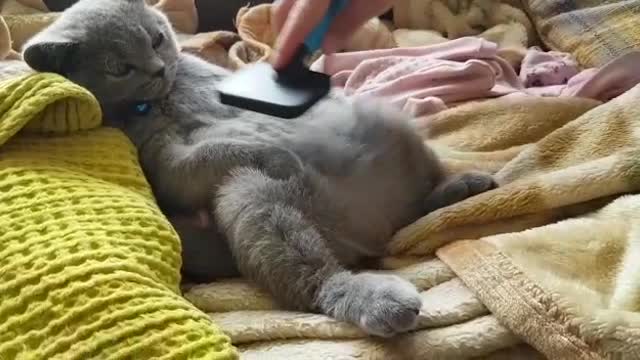 Kitty Has Human Well Trained