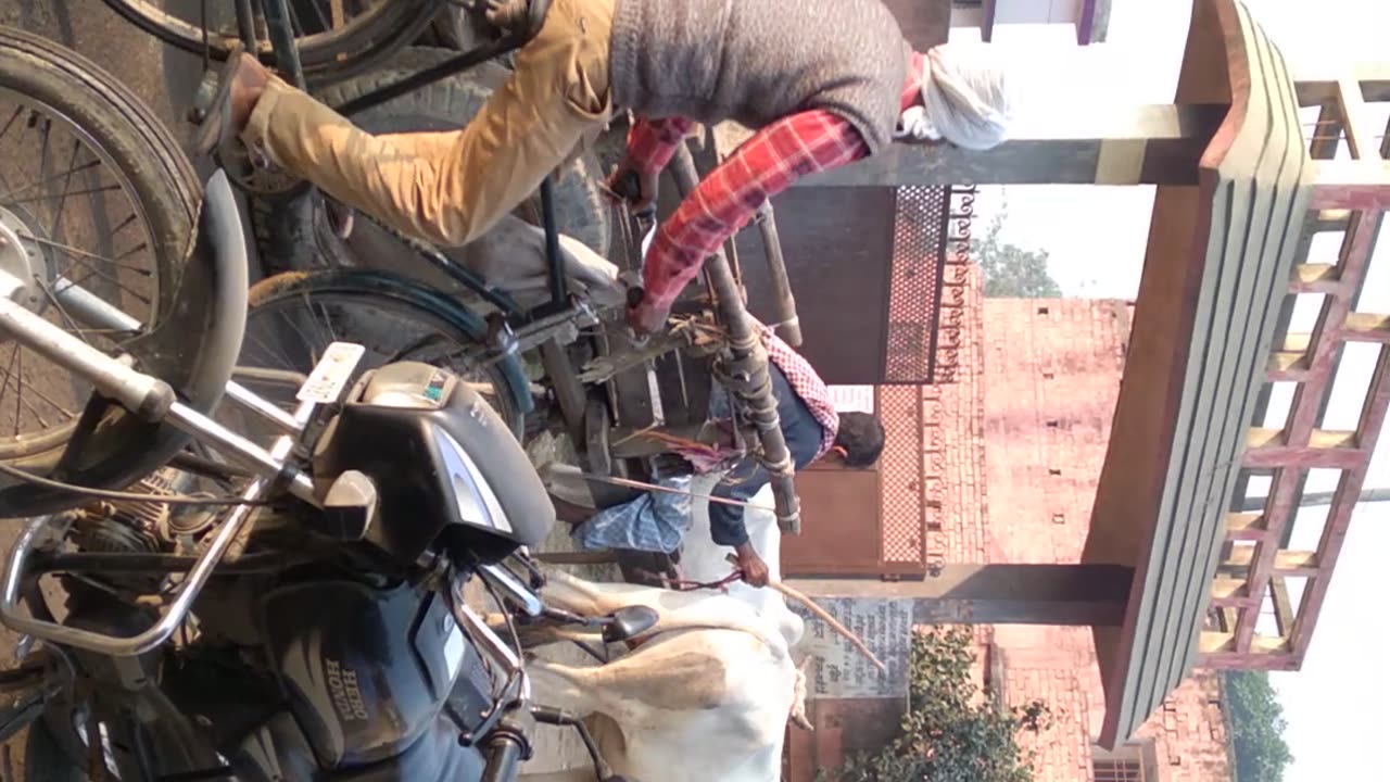 Village Bullockcart