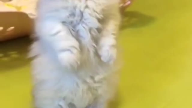 Super Cute Cat meowing#shorts