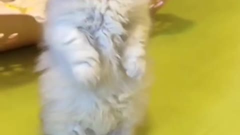 Super Cute Cat meowing#shorts