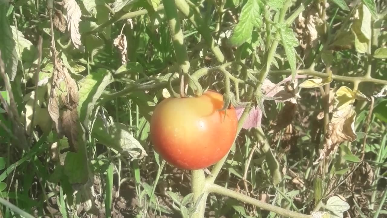 Ripe tomatoes