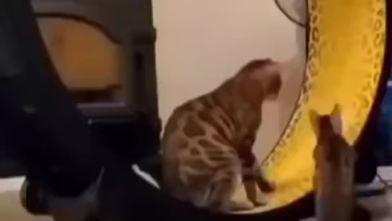 Training with funny cat in rotating wheel