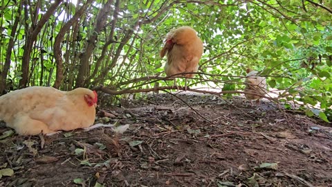 OMC! If you have chickens - Grow Lilac bushes 4 them - They LOVE them! #chickens #advice #shorts