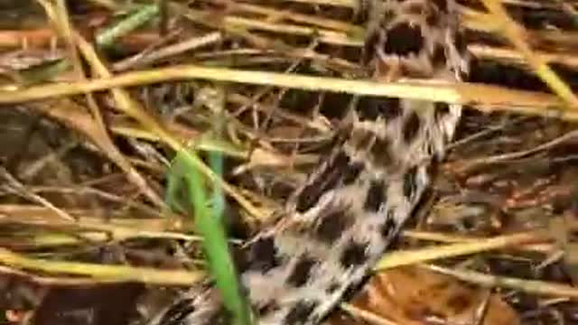 EP_ __ Cute baby animals Videos 2022 __ cute moment of the animals __ Cutest Animals