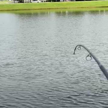 Alligator took bass lure on fishing pole !!!!