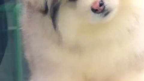 I feel pity for the little and delicate