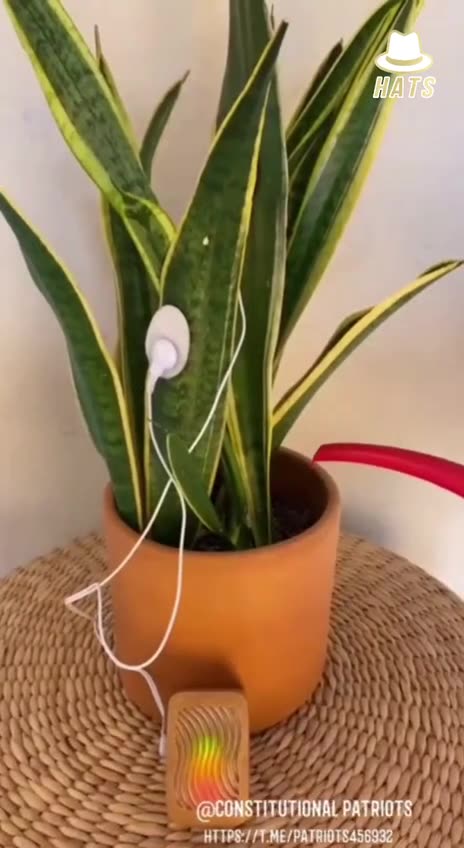 The sound that plant makes while being watered.