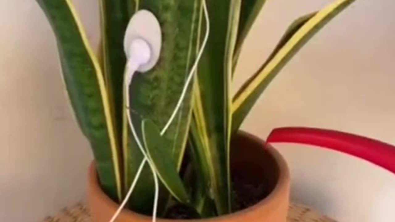 The sound that plant makes while being watered.