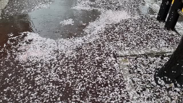 On a rainy day in spring, the petals of a cherry fell on the ground.