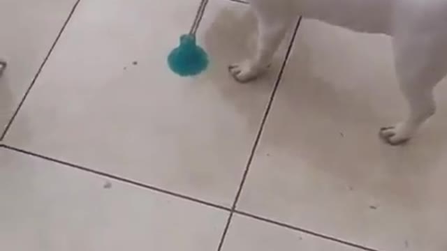 Bull Terriers are powerful
