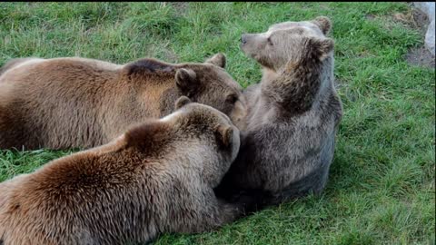 Biggest Wild Animal Fights