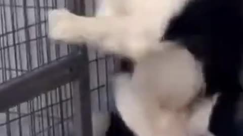 Funny dog video123s