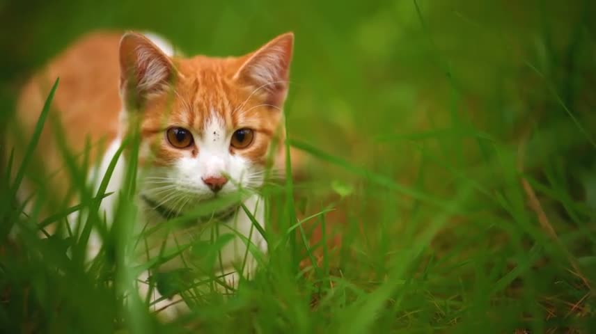 White cat lying among the grasses seen up close