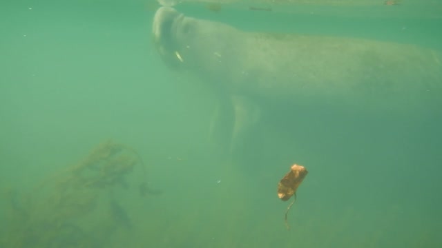 Beautiful Manatee