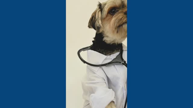 Fun dog dressed as a doctor