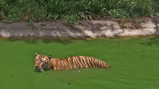 Tiger in Nehru Zoological park of Hyderabad India