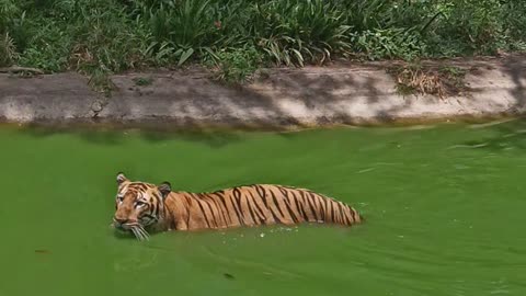 Tiger in Nehru Zoological park of Hyderabad India