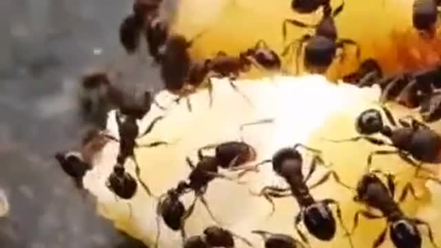 A group of cute little ants