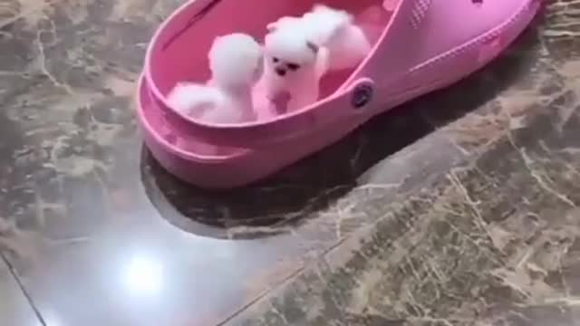 videos,animals,funniest animals,funny pet