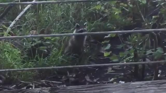 Racoon looking at girl while she is eating