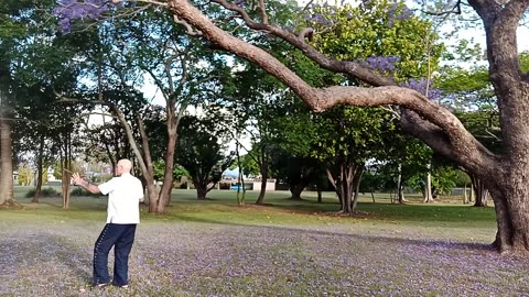 Tai chi cane / walking stick. Beijing 24 Yang style with Jacaranda blossoms