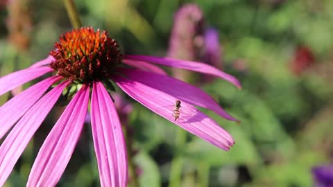 A Closer Look in God's Creation - Hover Fly on Purple Cone Flower