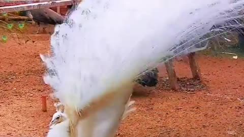 a peacock fanning out its tail in a splash of colours