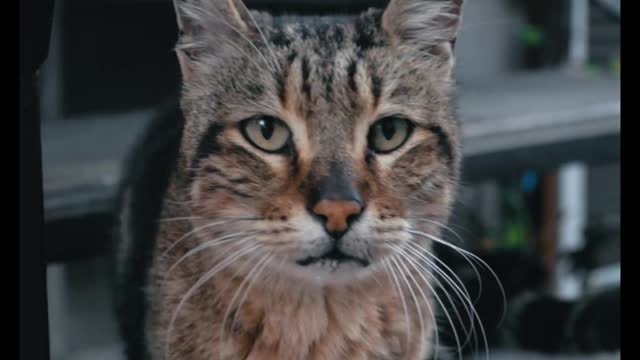 Dreaming cute cat Will Definitely Brighten Your Day