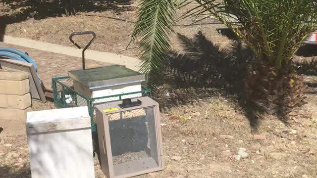 catching a bee swarm