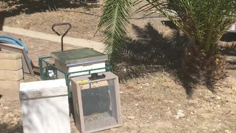 catching a bee swarm