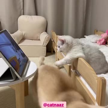 Cat Come on See the cartoon