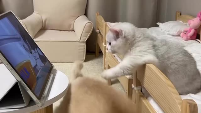 Cat Come on See the cartoon