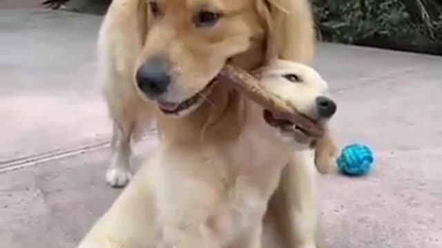 Funniest and Cutest Golden Retriever Puppies / 30 Minutes of Puppy Funny Videos