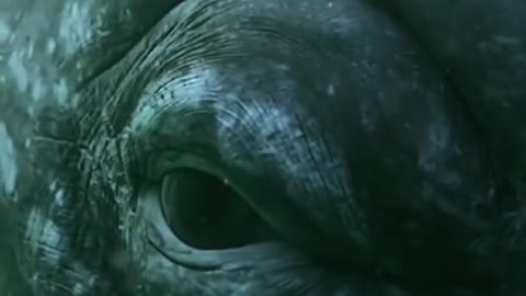 Closeup Eye of A Whale.....👌👌👌