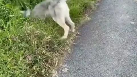 Husky's funny is born!