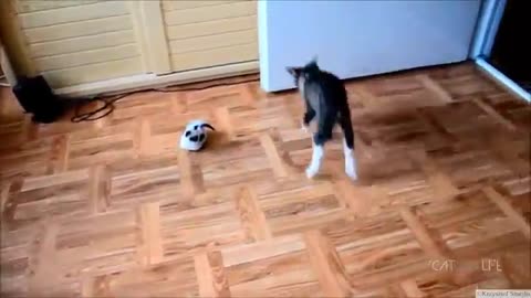 Funny cats complication