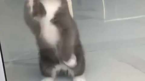 Funny cats