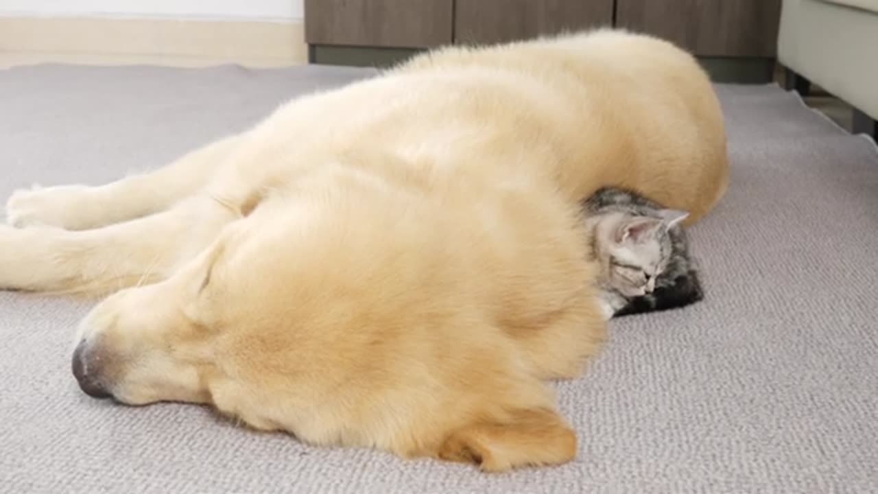 What Does A Kitten Do When It Finds A Sleeping Golden Retriever