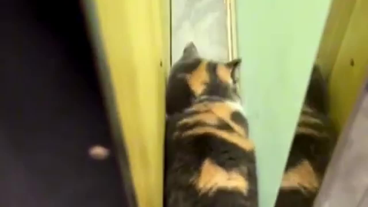 #shorts Heartwarming Pet Pranks- Purrfect Playtime! ❤️🐾 #BelovedBuddies #HappyPaws